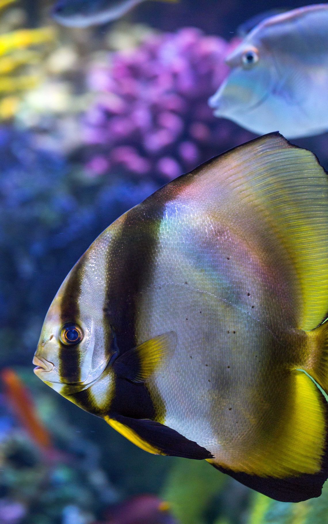 Science Center aquarium preview